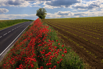 asphalt road between fields in spring with wild poppies growing on the edge