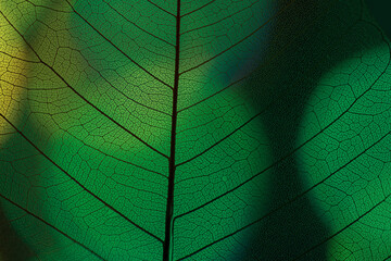 leaf texture, leaf background with veins and cells