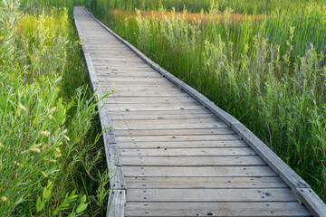 nature trail - wooden boardwalk path through wetlands in a fall scenery - a journey metaphor