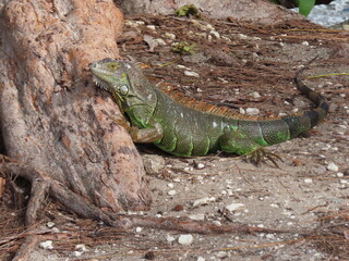 Iguana en la Rivera