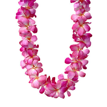 Fototapeta Pink Plumeria Lei Hawaiian Flower Garland Tropical Decoration Luau Party Accessory on transparent Background
