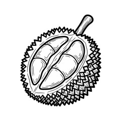 Black and white line drawing of a half cut durian fruit revealing its inside, tropical exotic plant illustration on transparent background.
