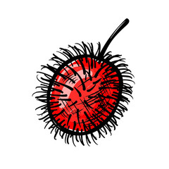 Red tropical rambutan fruit with leafy texture and black details, a hand drawn natural snack for healthy eating on transparent background.