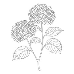 Hydrangea flower coloring page line art