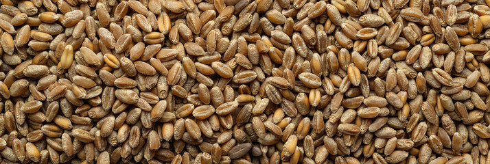 Lentils