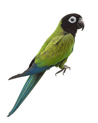 Green Nanday Conure with Black Head &ndash; Transparent PNG