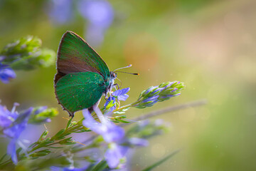 Butterfly. Callophrys rubi Green Hairstreak. Nature background.  