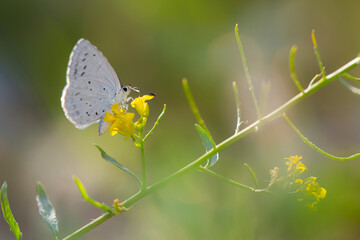 Celastrina argiolus Holly Blue. Nature background. 