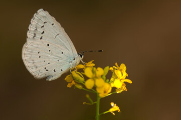 Celastrina argiolus Holly Blue. Nature background. 