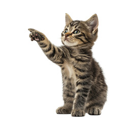 Playful Tabby Kitten Posing with Paw Out &ndash; PNG