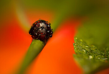 Ladybird. Macro nature. Nature background. 