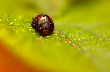 Ladybird. Macro nature. Nature background. 