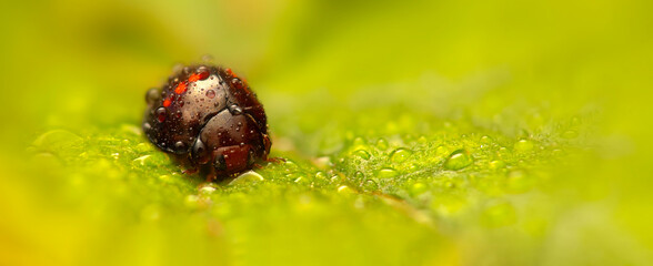 Ladybird. Macro nature. Nature background. 