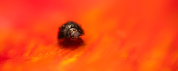 Ladybird. Macro nature. Nature background. 