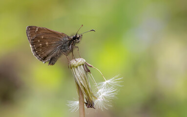 Butterfly. Nature background. 