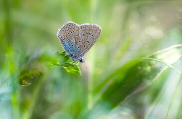 Butterfly. Nature background. 