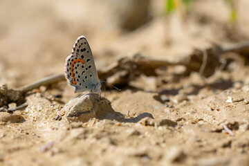 Butterfly. Nature background. 