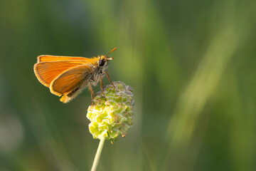 Butterfly. Nature background. 