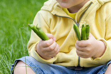 Hands of little child holding pods of green peas. Closeup.