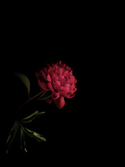 Red peonies on black background. Bold contrast and elegant floral detail. Perfect for modern decor and fine art. © Kristina