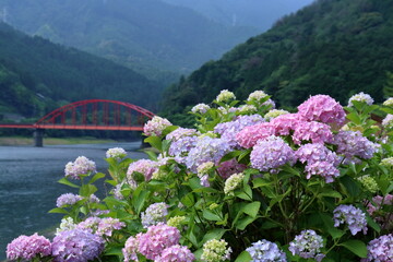 金砂湖畔公園で咲く紫陽花　（愛媛県　四国中央市）