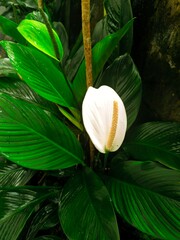 Close-up of a white peace lily (Spathiphyllum) with vibrant green leaves, captured in natural light, perfect for botanical, nature, or indoor plant-themed content.
