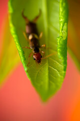 Insect. Forficula auricularia European Earwig  Ringlegged Earwig. Nature background. 