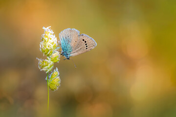 Glaucopsyche alexis Green-Underside Blue. Nature background. 