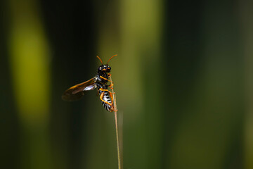 Cute bee. Megalodontes fabricii Megalodontes. Nature background. 