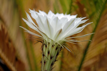 cactus echinopsis eyriesii flower in a pot