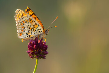 Colorful butterfly. Melitaea phoebe Knapweed Fritillary. Nature background. 