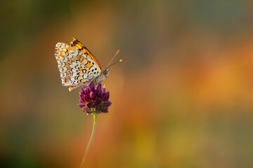 Colorful butterfly. Melitaea phoebe Knapweed Fritillary. Nature background. 