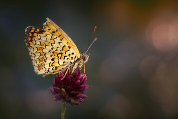 Colorful butterfly. Melitaea phoebe Knapweed Fritillary. Nature background. 