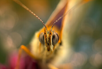 Colorful butterfly. Melitaea phoebe Knapweed Fritillary. Nature background. 