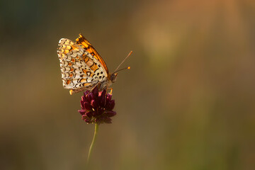 Colorful butterfly. Melitaea phoebe Knapweed Fritillary. Nature background. 