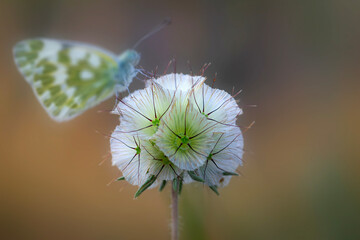 Photo of a cute butterfly in a wonderful habitat. Colorful nature background. Pontia edusa. Eastern...