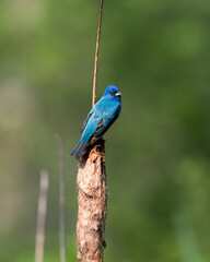 Indigo Bunting with the look back.