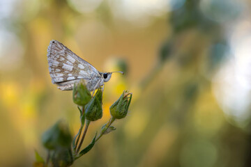 Photo of a cute butterfly in a wonderful habitat. Colorful nature background. Pontia edusa. Eastern Bath White.