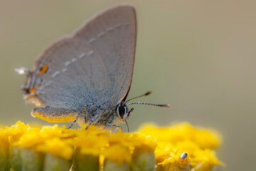 Cute butterfly. Satyrium acaciae. Sloe Hairstreak. Colorful nature background. 