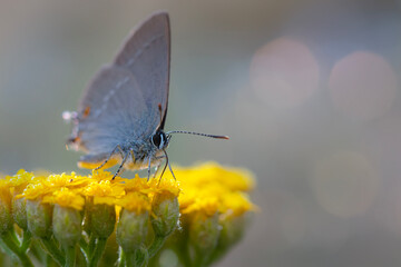 Cute butterfly. Satyrium acaciae. Sloe Hairstreak. Colorful nature background. 