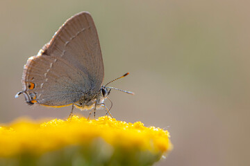 Cute butterfly. Satyrium acaciae. Sloe Hairstreak. Colorful nature background. 