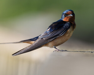 Barn Swallow perched on a boardwalk.