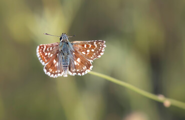 Spialia orbifer Orbed Red underwing Skipper. Nature background. 