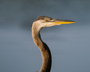 Great Blue Heron in the morning light.
