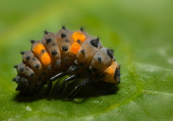 A caterpillar that will soon become a ladybug. Ladybird. Macro nature. Nature background. 