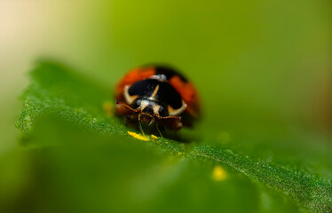 Ladybird. Macro nature. Nature background. 