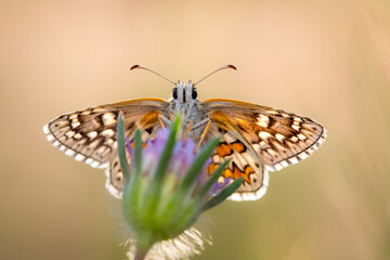 Cute butterfly. Yellow banded Skipper. Pyrgus sidae. Colorful nature background. 