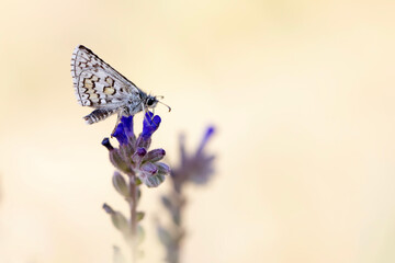 Cute butterfly. Yellow banded Skipper. Pyrgus sidae. Colorful nature background. 