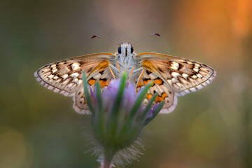 Cute butterfly. Yellow banded Skipper. Pyrgus sidae. Colorful nature background. 