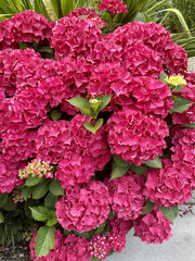 Vivid Pink Hydrangea Cluster